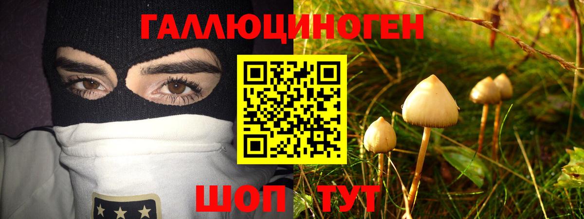 Кимры  Галлюциногенные грибы Cubensis  Вход с VPN 